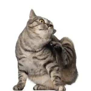 Flea Control