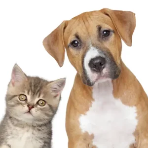 Ears, Eyes, Dental Care