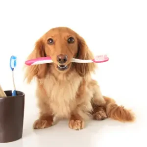 Oral / Dental Care