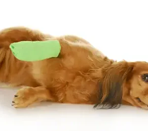 Skin, Coat And Wound Care
