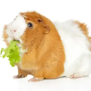 Small Animal & Rabbit Food