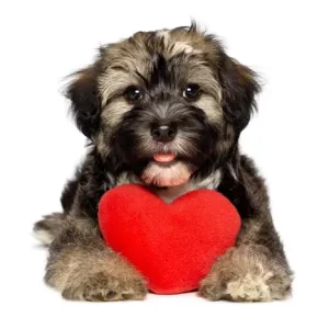 Heart Care