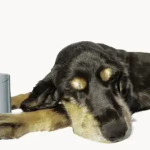 Allergies