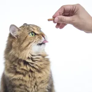 Cat Treats