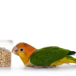 Bird Food