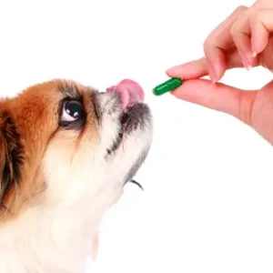Worms & Parasite Control