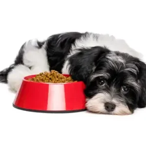 Dog Food