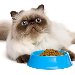 Cat Food