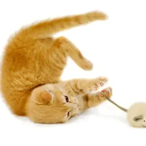 Cat Toys